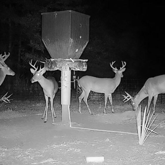 1900 Feed - Deer