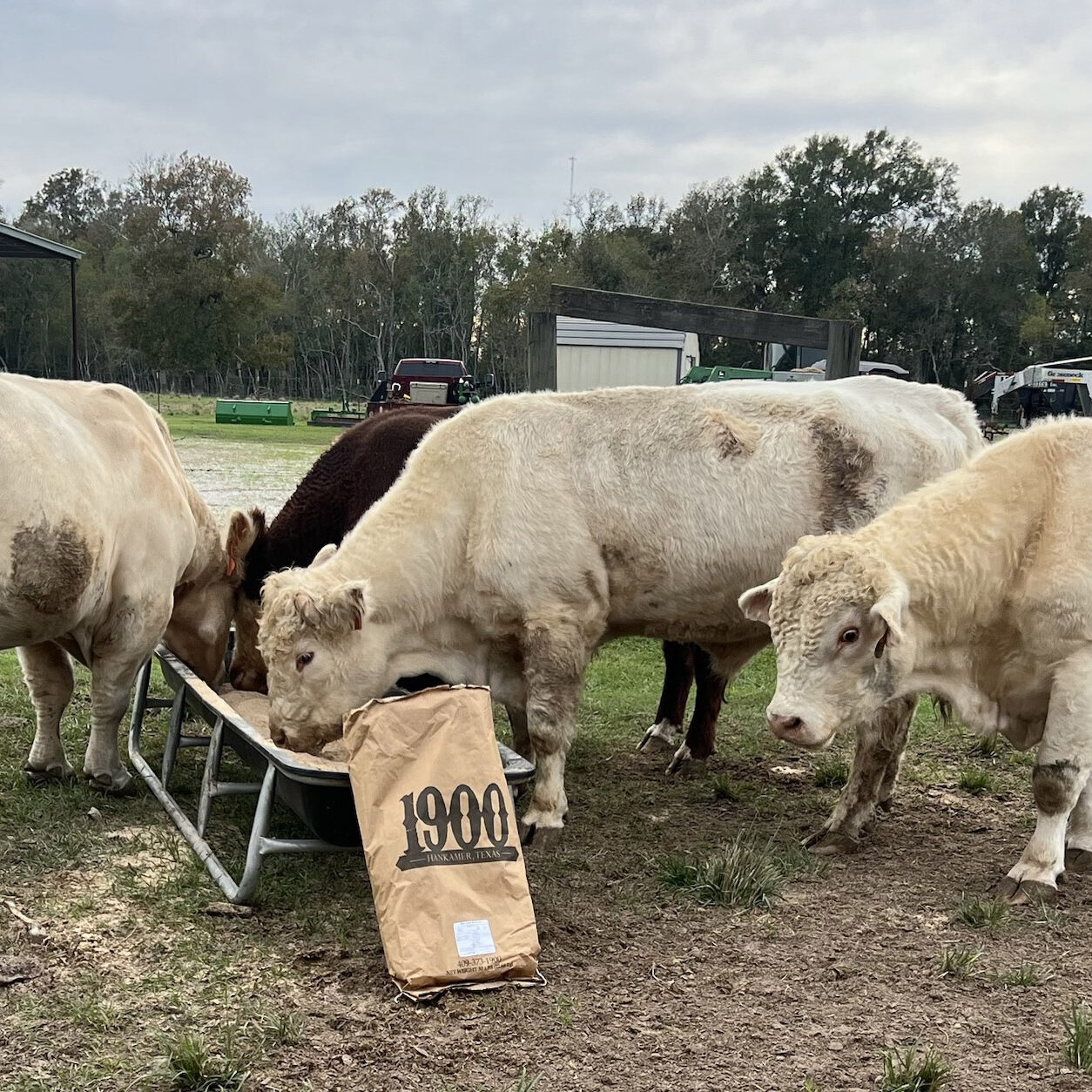 1900 Cattle Feed