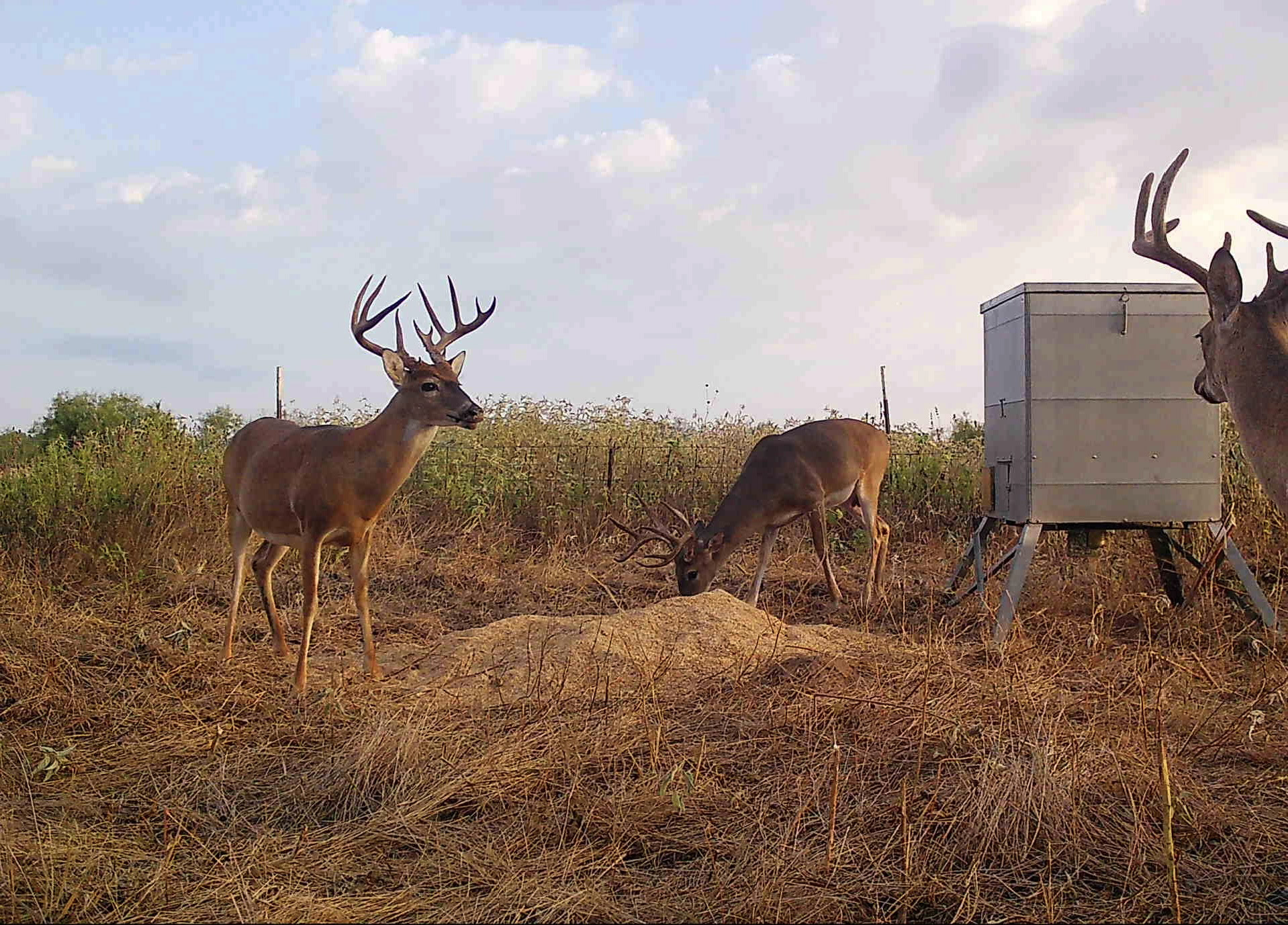 1900 Deer feed in the wild